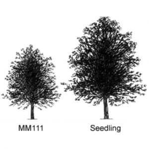 Malus MM 111 Apple Rootstock