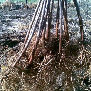 Prunus H 29C Plum Rootstock