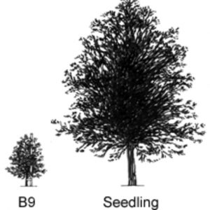 Malus Bud 9 Apple Rootstock