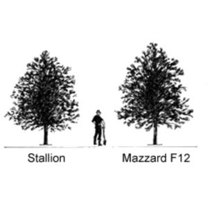 Prunus Stallion Cherry Rootstock