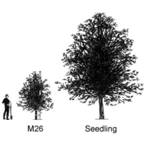 Malus M 26 Apple Rootstock