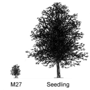 Malus M 27 Apple Rootstock