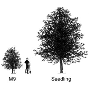Malus M 9 Apple Rootstock