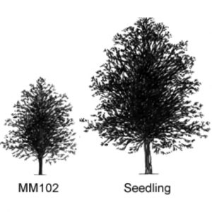 Malus MM 102 Apple Rootstock