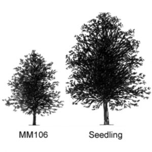 Malus MM 106 Apple Rootstock