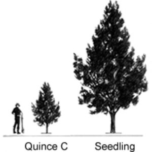Quince C Pear Rootstock